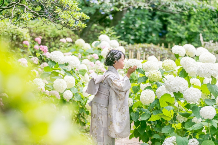 紫陽花で可愛く自然にロケーション撮影
お着物レンタルいただけます
2024年受注会開催7/20.21 8/24.25受注会特典あり
ご予約お待ちしております
　特設ページはこちら